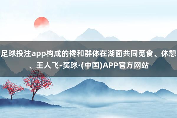 足球投注app构成的搀和群体在湖面共同觅食、休憩、王人飞-买球·(中国)APP官方网站