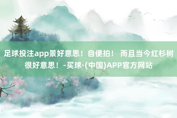 足球投注app景好意思！自便拍！ 而且当今红杉树很好意思！-买球·(中国)APP官方网站